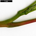 SpeciesSub: var. sinica